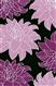 Carving-531